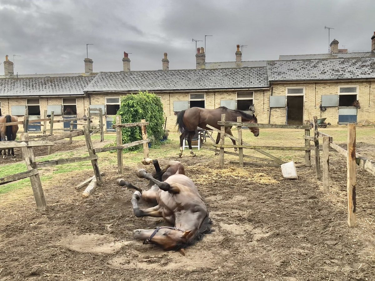 JohnWathenBerry's tweet image. We had a fair bit of rain in Newmarket over the weekend, mostly Saturday afternoon plus a bit more on Sunday. Drizzled off & on this morning but it’s brightening up this afternoon. Still very warm, currently 18 degrees.