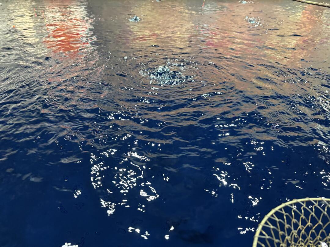 Moqsesake's tweet image. 趣味の釣り！心を鍛えるし、すごく充実感がある！達成感たっぷり
エビを家に持ち帰って、3種類の味で作ったよ。フライ、甘辛煮、ガーリック炒め。ママと一緒に食べてすごく楽しかった！