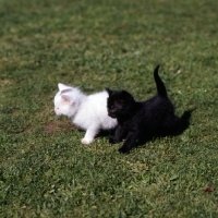 bertenggara's tweet photo. one day or day one
a fluffy romcom about two neighbor cats
a #DisKa one tweet au https://t.co/05VUoCbOZ1