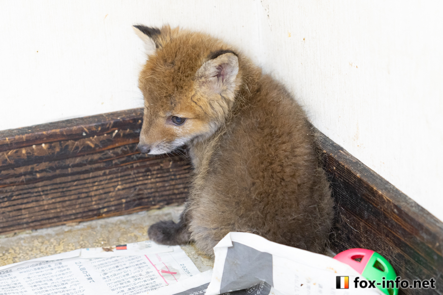 fox_info_net's tweet image. すみっ狐
 #北きつね牧場 fox-info.net/fox-photo/arch…