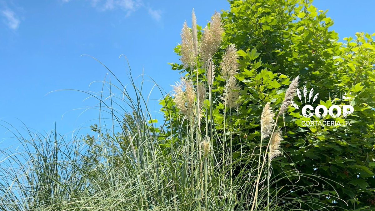 stopcortaderia's tweet image. 🚨👀 ¡Atención! Los plumeros ya están apareciendo… ¡y demasiado pronto! 😱 El cambio climático adelanta su floración.
✂️ ¡Córtalos YA antes de que generen miles de semillas!
📸 Súbelo y dinos dónde has actuado 🌍💚
💪 Cada acción cuenta!
@LIFEprogramme