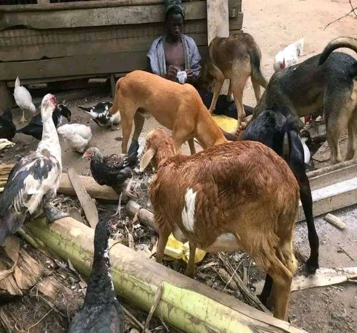 Joseph3Sengendo's tweet image. My animals need water and food to survive this current drought ,please friend’s I’m on my knees support the construction of a permanent well to get a permanent water supply for the animals and irrigation of crops . Donate using my details if you can if not share my message