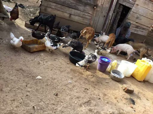 Joseph3Sengendo's tweet image. My animals need water and food to survive this current drought ,please friend’s I’m on my knees support the construction of a permanent well to get a permanent water supply for the animals and irrigation of crops . Donate using my details if you can if not share my message