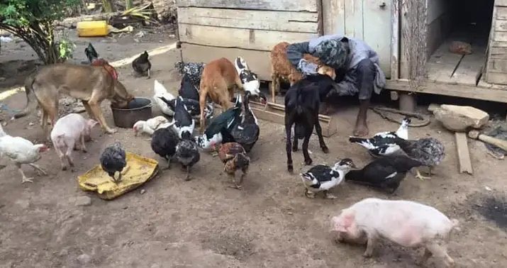 Joseph3Sengendo's tweet image. My animals need water and food to survive this current drought ,please friend’s I’m on my knees support the construction of a permanent well to get a permanent water supply for the animals and irrigation of crops . Donate using my details if you can if not share my message