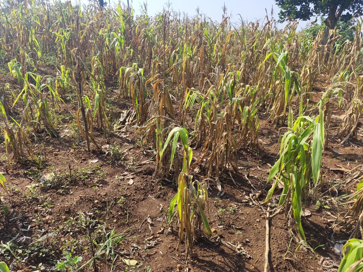 Joseph3Sengendo's tweet image. My animals need water and food to survive this current drought ,please friend’s I’m on my knees support the construction of a permanent well to get a permanent water supply for the animals and irrigation of crops . Donate using my details if you can if not share my message