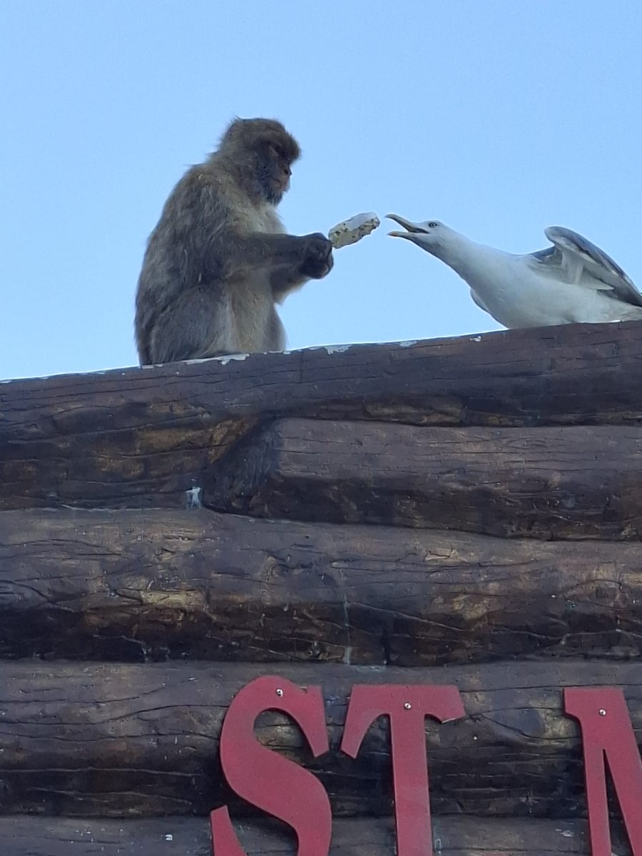 John C Guy (@jochaguy) on Twitter photo Sharing is caring #apes #nature #Gibraltar #seagull Sharing is caring #apes #nature #Gibraltar #seagull