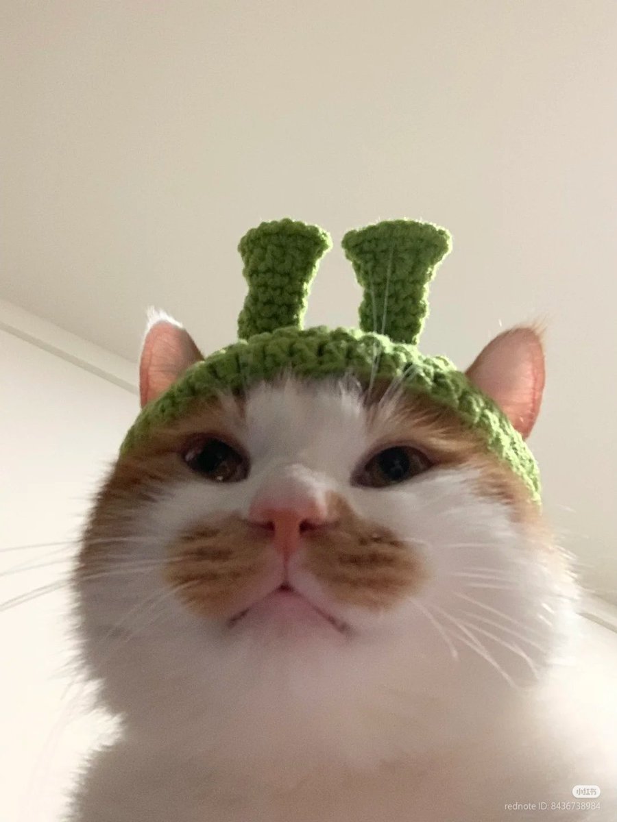 No Context Cats tweet media