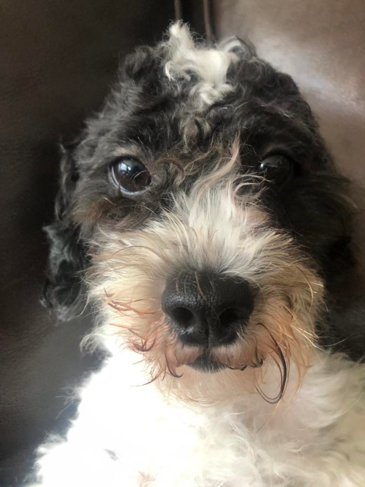 KeithOlbermann's tweet image. NOVA IS MISSING IN QUEENS. Last seen near 55th Ave and 92nd St in East Elmhurst. If you've seen or found him please go here: lostmydoggie.com/details.cfm?pe… and/or phone 877-818-0060 and PLEASE RT NOVA!