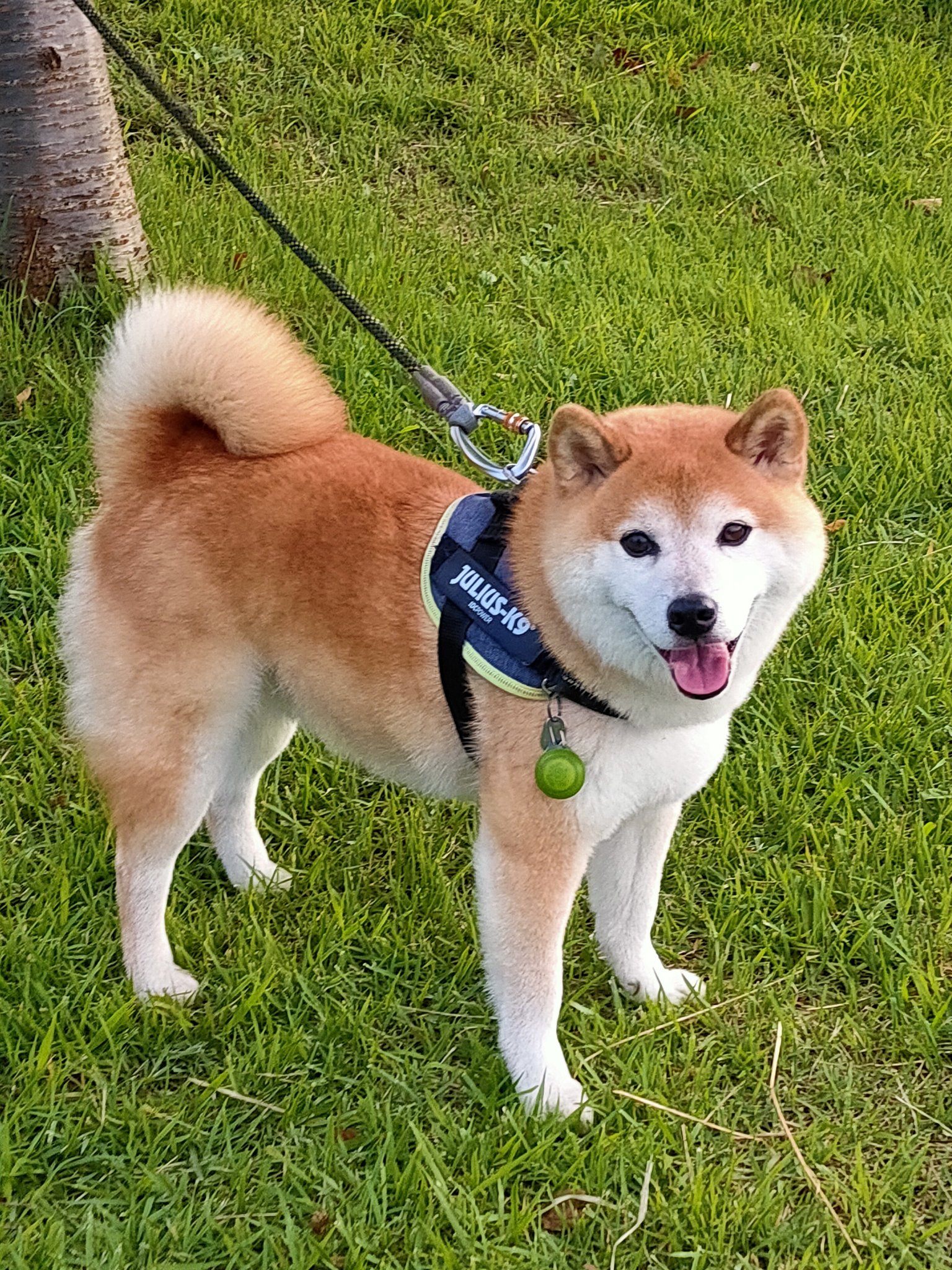 しば犬です。私の汗と涙が染み付いています。 柴犬 子犬】取れすぎて快感！換毛期の救世主現る【Neakasa P2