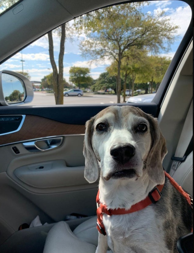 TweeetsOfDogs's tweet image. "After three months of being sober I decided to treat myself with a gift. I went to the shelter today and adopted this cute beagle. His name is Nikko 🙂 Three months alcohol free baby!!"