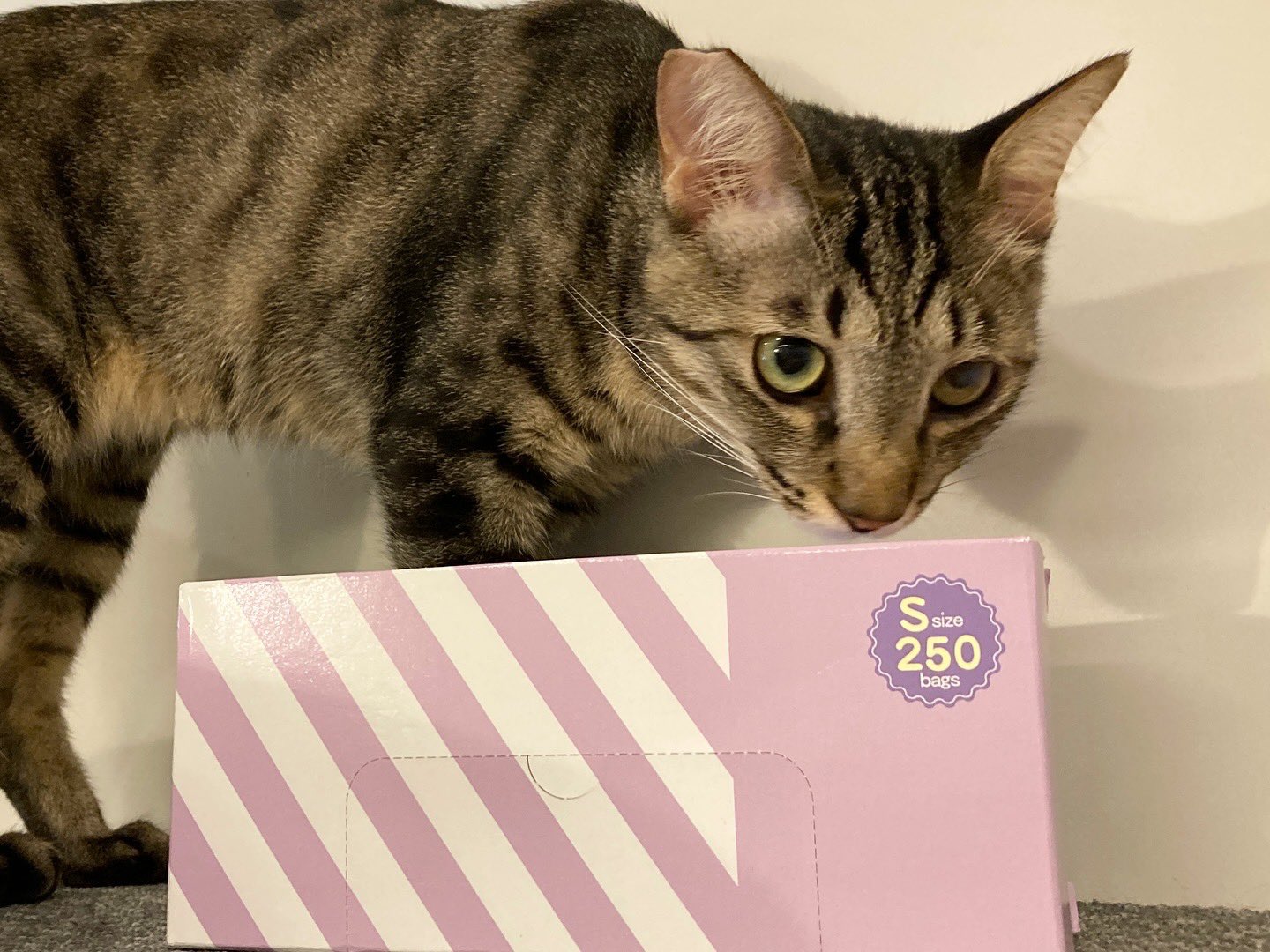 rikuページ♡新規様リクエスト　猫様　猫オブジェ 保護猫カフェ ネコリパブリック 池袋 on X: 