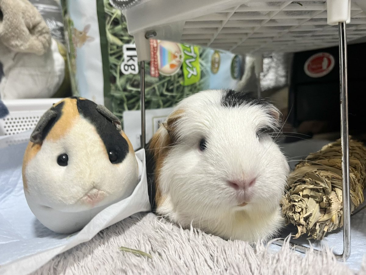 pitan201908's tweet image. 誰がそっくりですって？