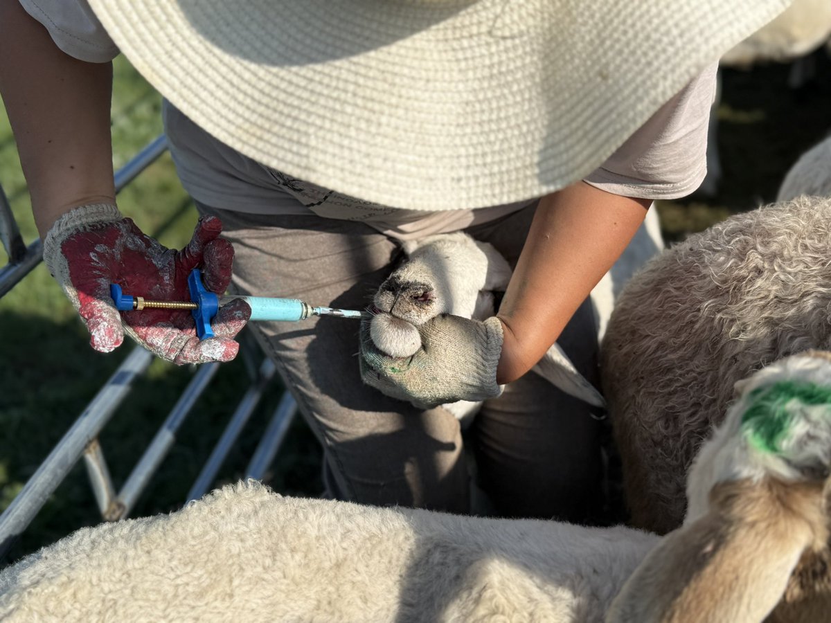 Хэдэн хургаа туулгадав 🥵 тарга тэвээргэ авахад дэмтэй👌