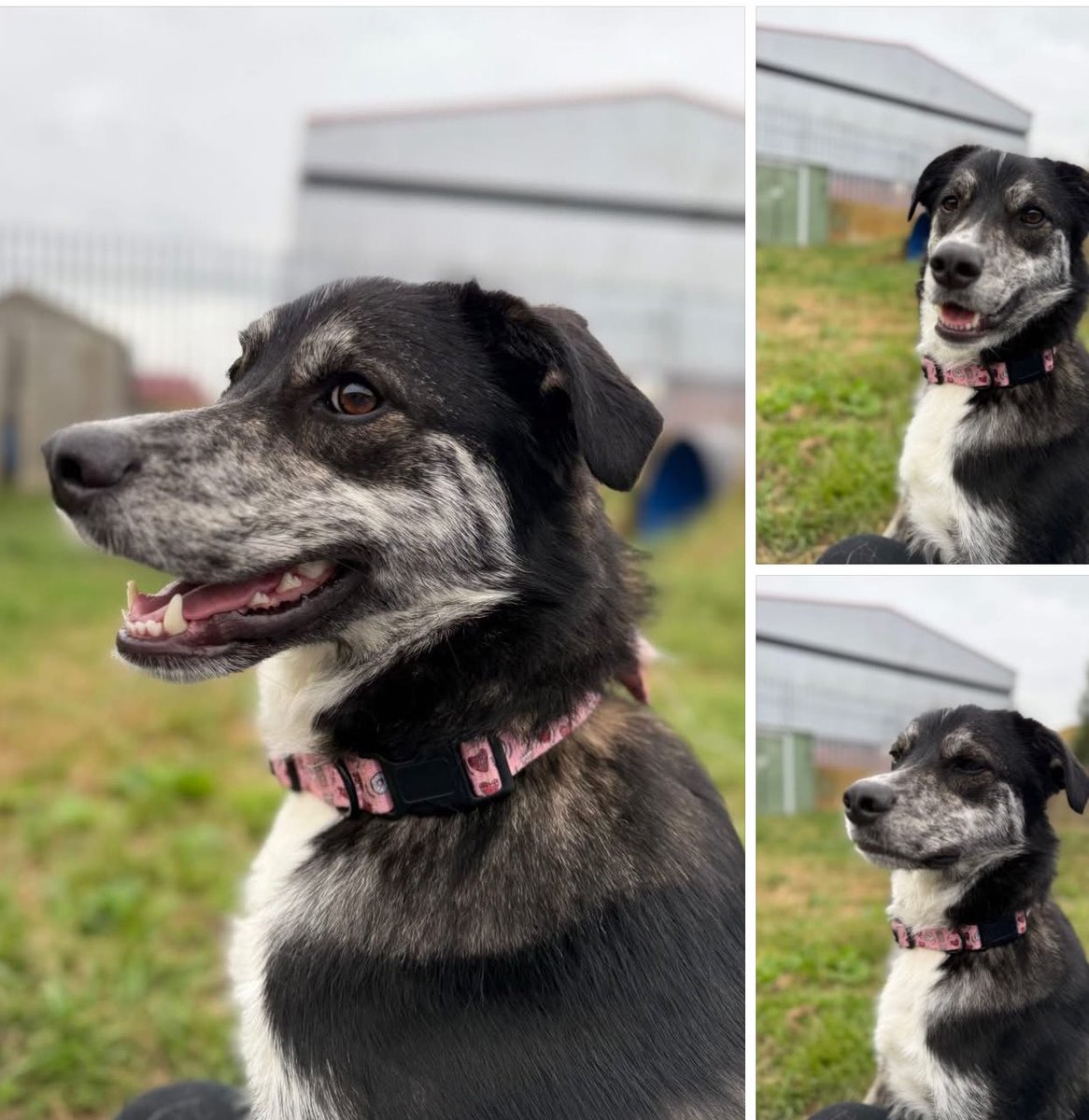 karen (@karen73984451) on Twitter photo #k9hour #rehomehour plz RT and help beeyootiful boy #Tommy find a fantastic forever home #TeamZay <a href="/OakwoodRescue/">Oakwood Dog Rescue</a> #k9hour #rehomehour plz RT and help beeyootiful boy #Tommy find a fantastic forever home #TeamZay <a href="/OakwoodRescue/">Oakwood Dog Rescue</a>