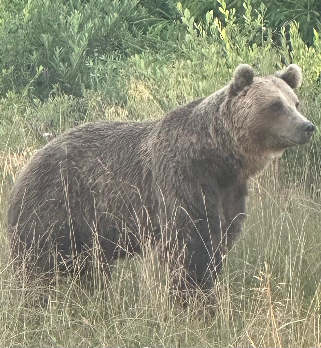 Greenwings's tweet image. Romania tour complete & most missions accomplished in this wonderful & wildlife rich country. Nice views of Pallas’ Fritillary & about 100 other butterfly species. Plus Brown Bears & Wallcreepers. All in all a very successful tour!
We can’t wait to return to Romania next year!