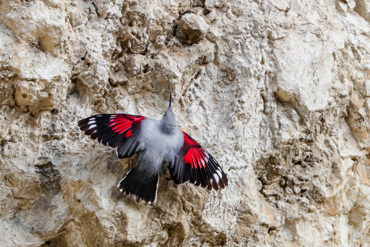 Greenwings's tweet image. Romania tour complete & most missions accomplished in this wonderful & wildlife rich country. Nice views of Pallas’ Fritillary & about 100 other butterfly species. Plus Brown Bears & Wallcreepers. All in all a very successful tour!
We can’t wait to return to Romania next year!