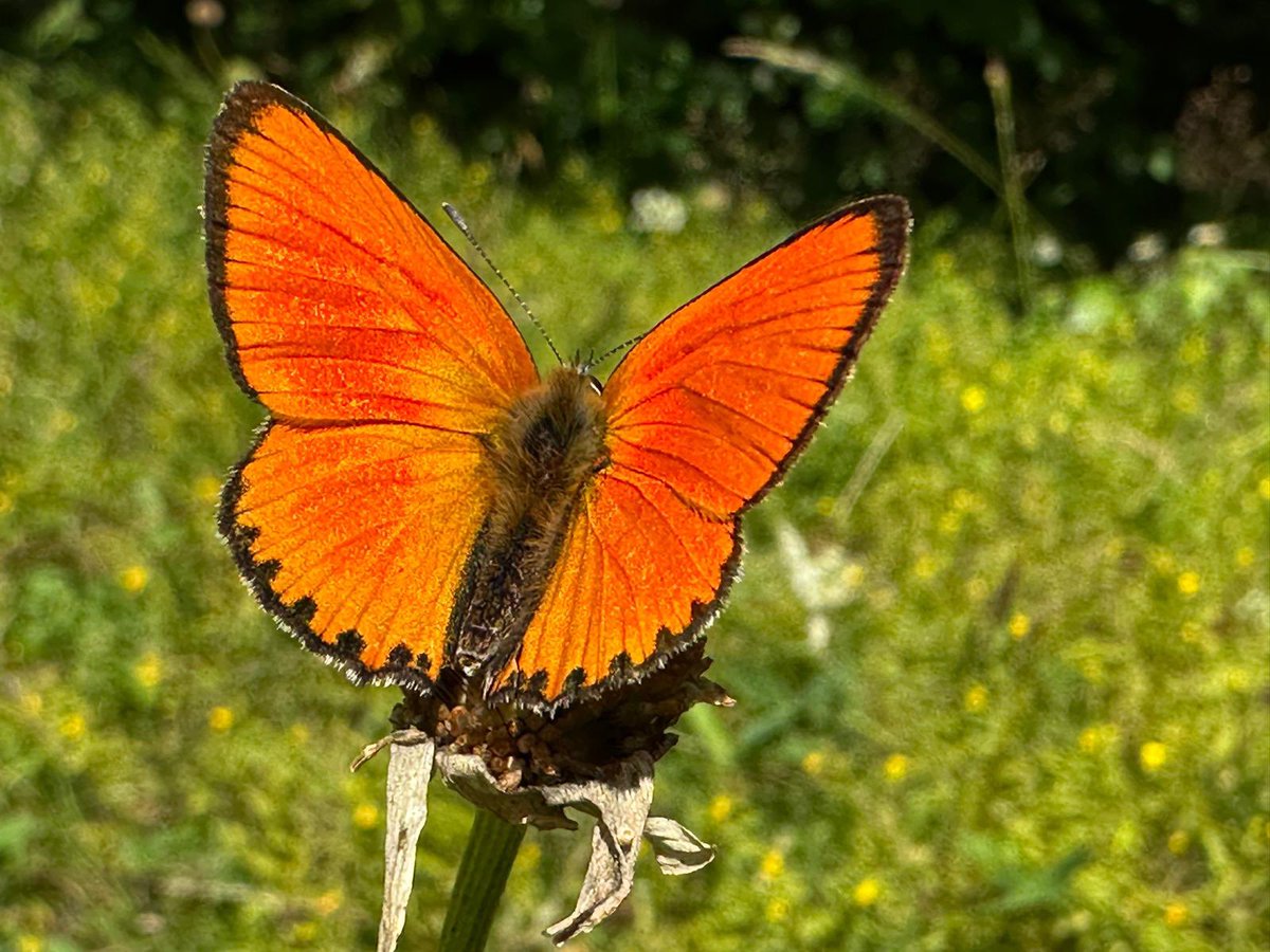 Greenwings's tweet image. Romania tour complete & most missions accomplished in this wonderful & wildlife rich country. Nice views of Pallas’ Fritillary & about 100 other butterfly species. Plus Brown Bears & Wallcreepers. All in all a very successful tour!
We can’t wait to return to Romania next year!