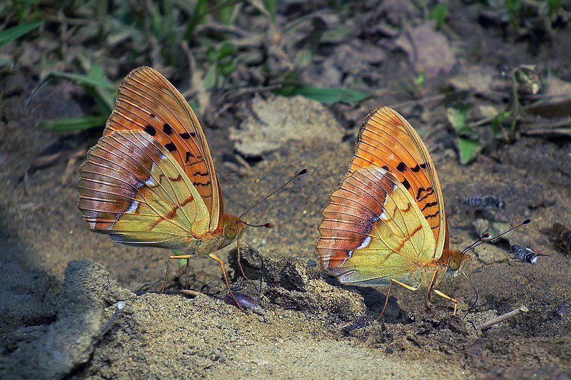 Greenwings's tweet image. Romania tour complete & most missions accomplished in this wonderful & wildlife rich country. Nice views of Pallas’ Fritillary & about 100 other butterfly species. Plus Brown Bears & Wallcreepers. All in all a very successful tour!
We can’t wait to return to Romania next year!