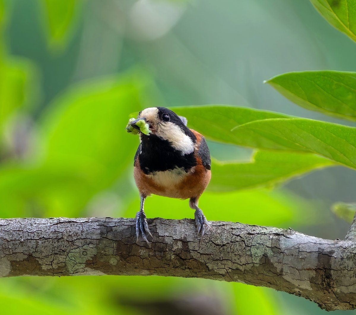 bird11596087's tweet image. おはようございます😊
3連休も終わったし
さあ、通常運転に戻りましょうかね
#ヤマガラの日 #ニーニーの日
#毎月22日はニーニーの日
#ヤマガラ