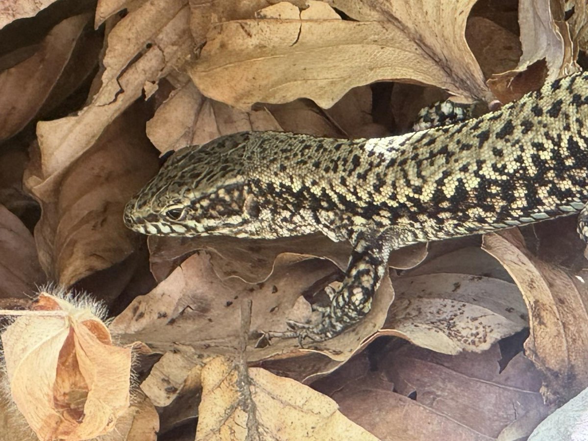 REVERSInterreg's tweet photo. 🔬 Biodiversity research continues in NP Lovćen as part of a project activity from Cetinje, with expert support from Dr. Čađenović and team! 🌿
💧 Ongoing monitoring is crucial to protect Lovćen’s unique ecosystems and rare habitats. Stay tuned for conservation recommendations! https://t.co/FzZr7GEBoN
