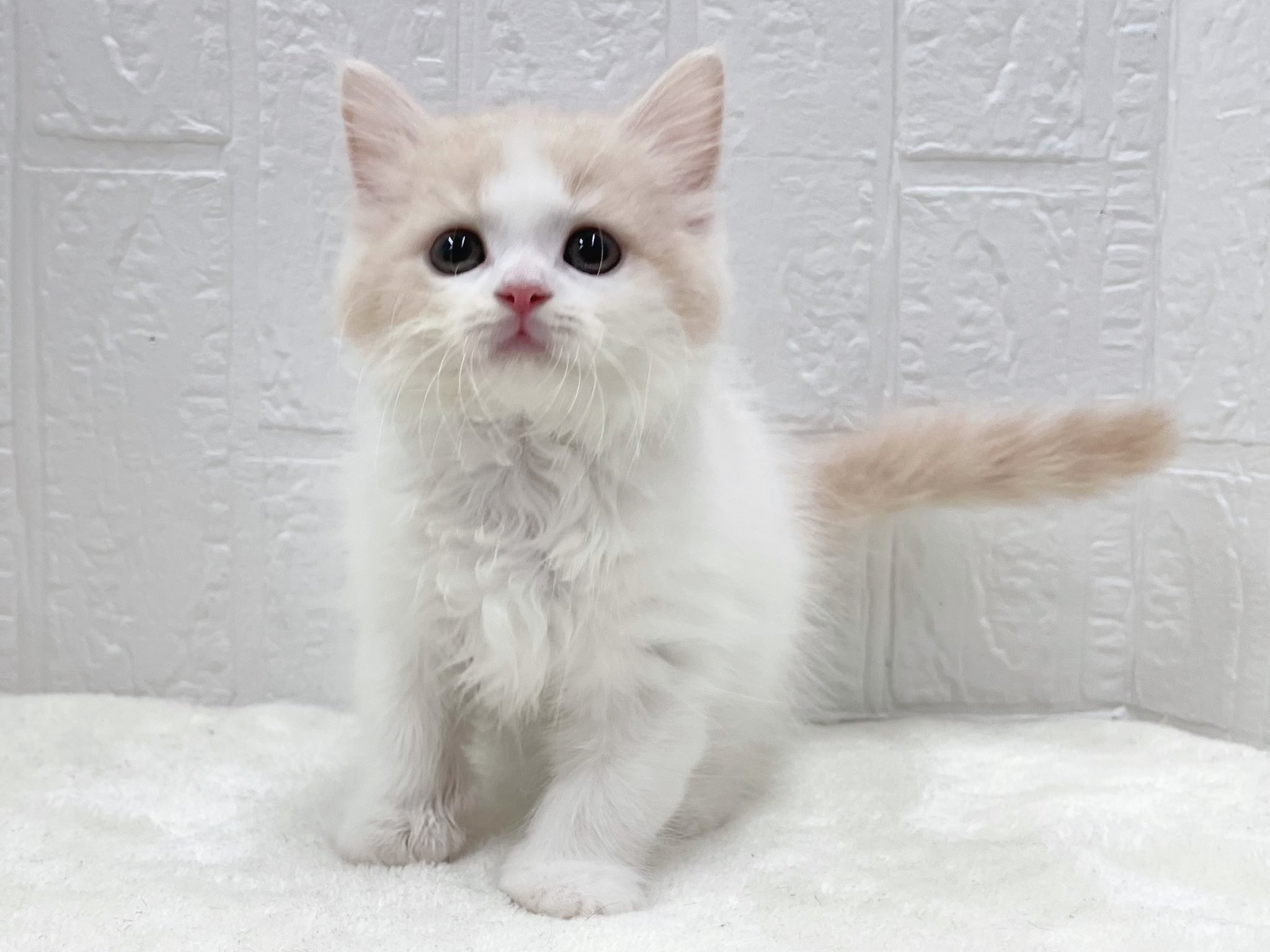 ねこ 価格の安いMIX猫♀黒②（父:ラグドール×母:マンチカン
