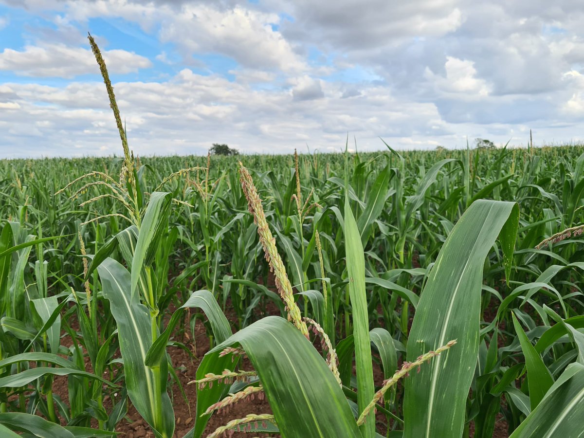PROT_DISEWORTH's tweet image. It's only wheat and maize, who needs it? Certainly not you @SleathDavid @SEGROplc @EMidsFreeport @EastMidlands @prologisuk @ClaireWard4EM
@norasenior1 @ioanreedaspley
Who will stand up for this? @NWLeics @LeicsCountyHall