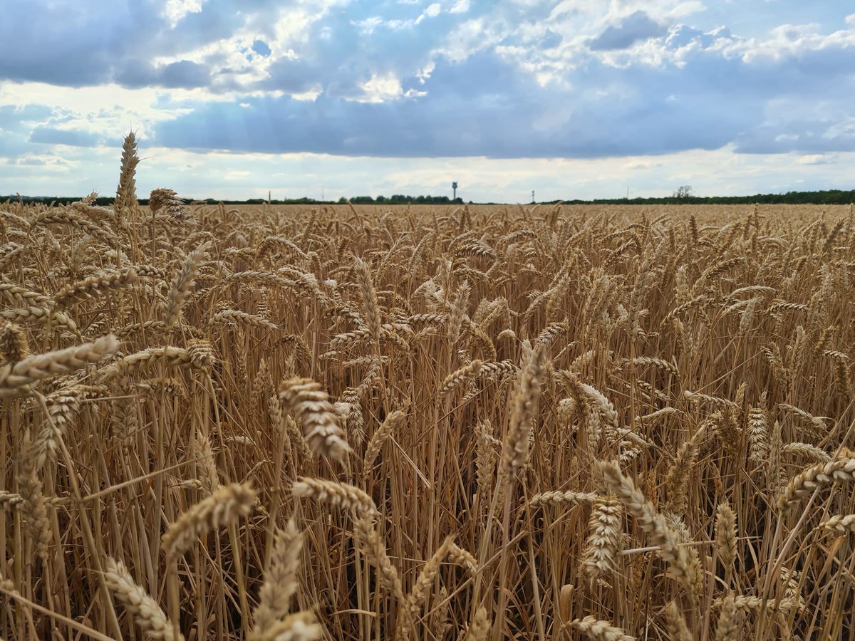 PROT_DISEWORTH's tweet image. It's only wheat and maize, who needs it? Certainly not you @SleathDavid @SEGROplc @EMidsFreeport @EastMidlands @prologisuk @ClaireWard4EM
@norasenior1 @ioanreedaspley
Who will stand up for this? @NWLeics @LeicsCountyHall