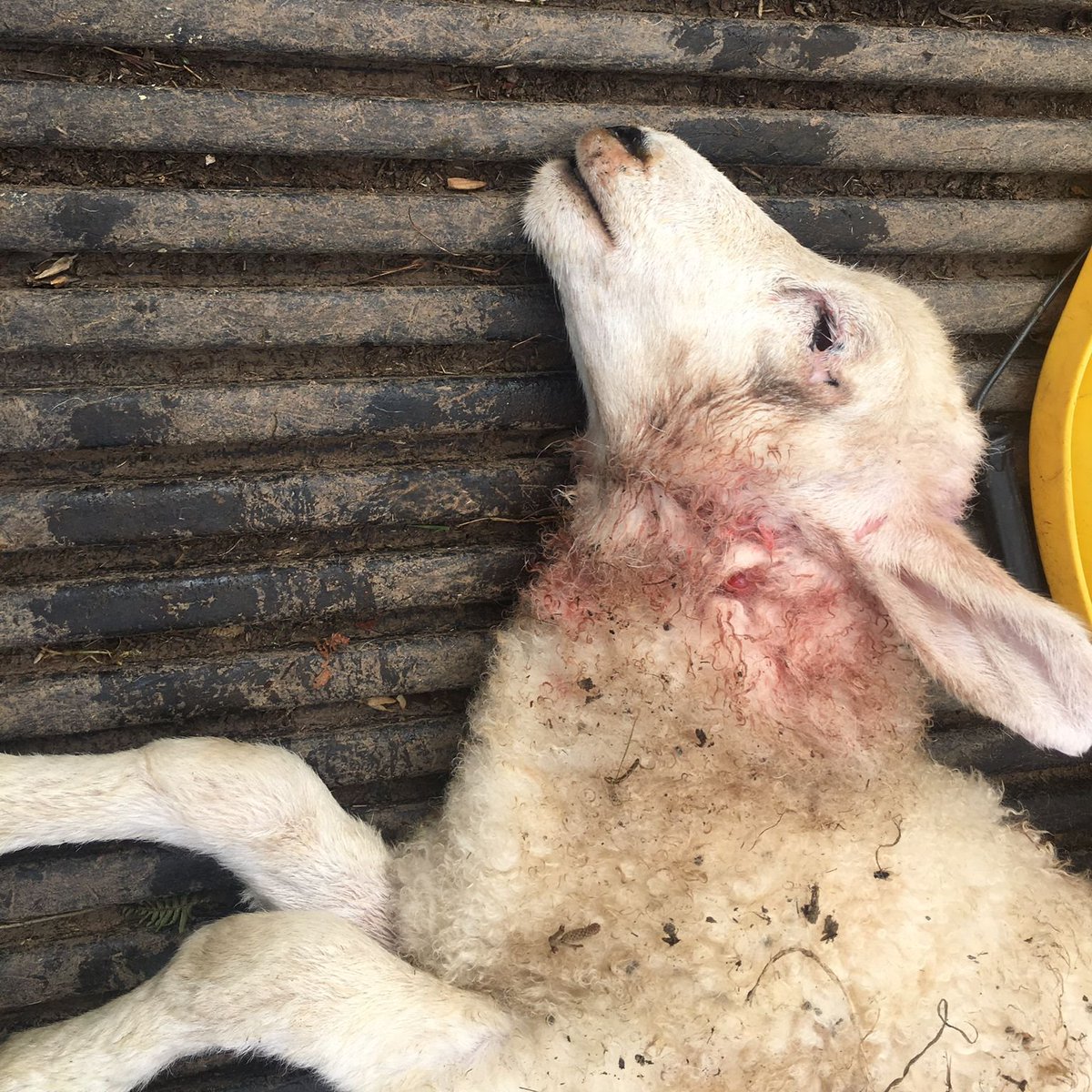 ExmoorNP's tweet image. There has sadly been a dog attack on a sheep - which has resulting in its death – in a field on the coast path near Lynton.
Please keep dogs on leads near ewes and lambs.
Thank you