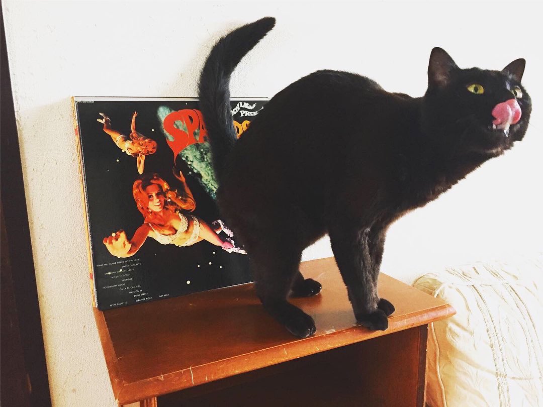 黒猫ちぃ Amazon.co.jp: マンハッタントイ ランキーキャッツ ジギー 黒猫