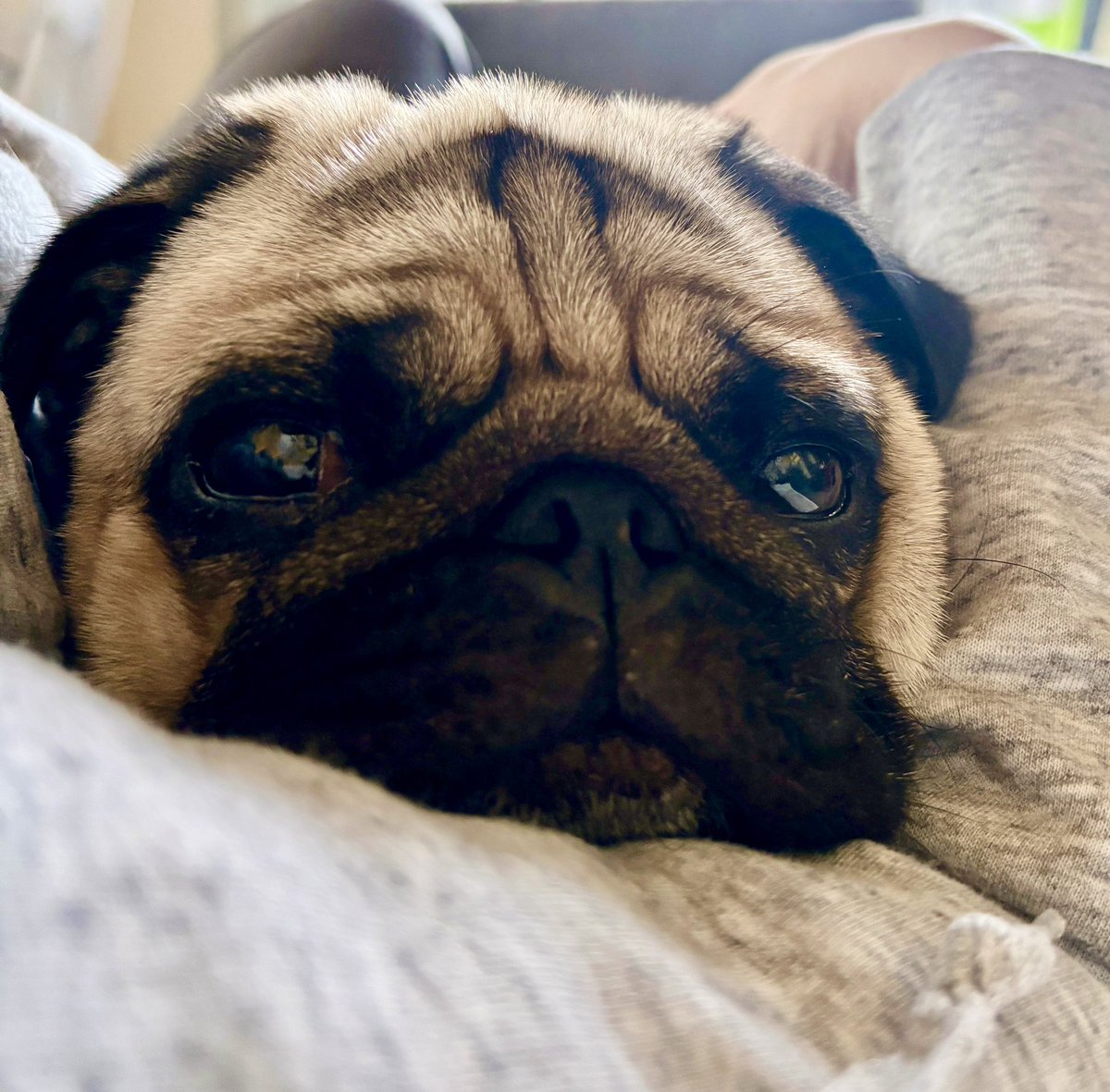 chachamaru_pug's tweet image. 茶々丸はポップコーンなのかな？ってくらいポップコーン臭つよめなんだけど、パグちゃんって皆そうなの？

#pug #パグ