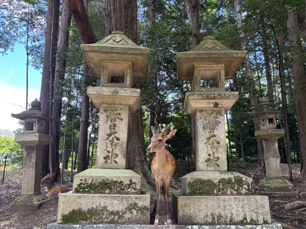 itchie_tatsumi's tweet image. 本日は奈良・春日大社の国宝殿に「究極の国宝・大鎧展に行ってきました。人の事は言えませんが、観光客も鹿もよくあの暑い中動けるなあと感心した次第です。