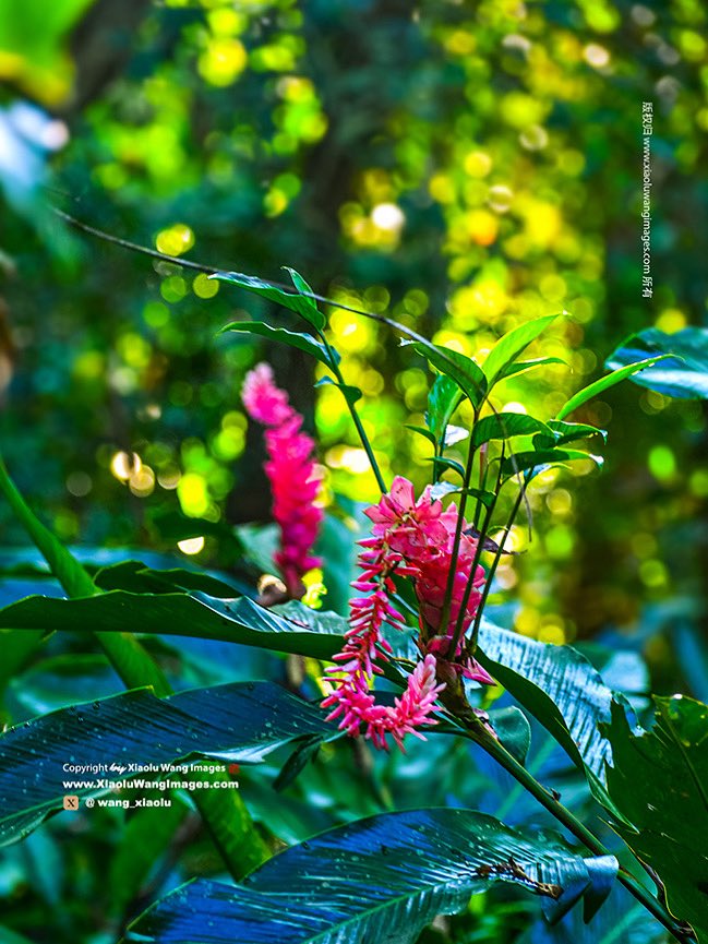 wang_xiaolu's tweet image. Nature’s beauty/ La belleza de la naturaleza/ La beauté de la nature/ Ljepota prirode/ Krása přírody/ الطبيعة الجميلة / Beleza da natureza/ La bellezza della natura/ 自然の美しさ/ Красота природы/ Doğanın güzelliği/ 自然之美/ Краса природи/ Piękno natury/ Frumusețea naturii/ De…