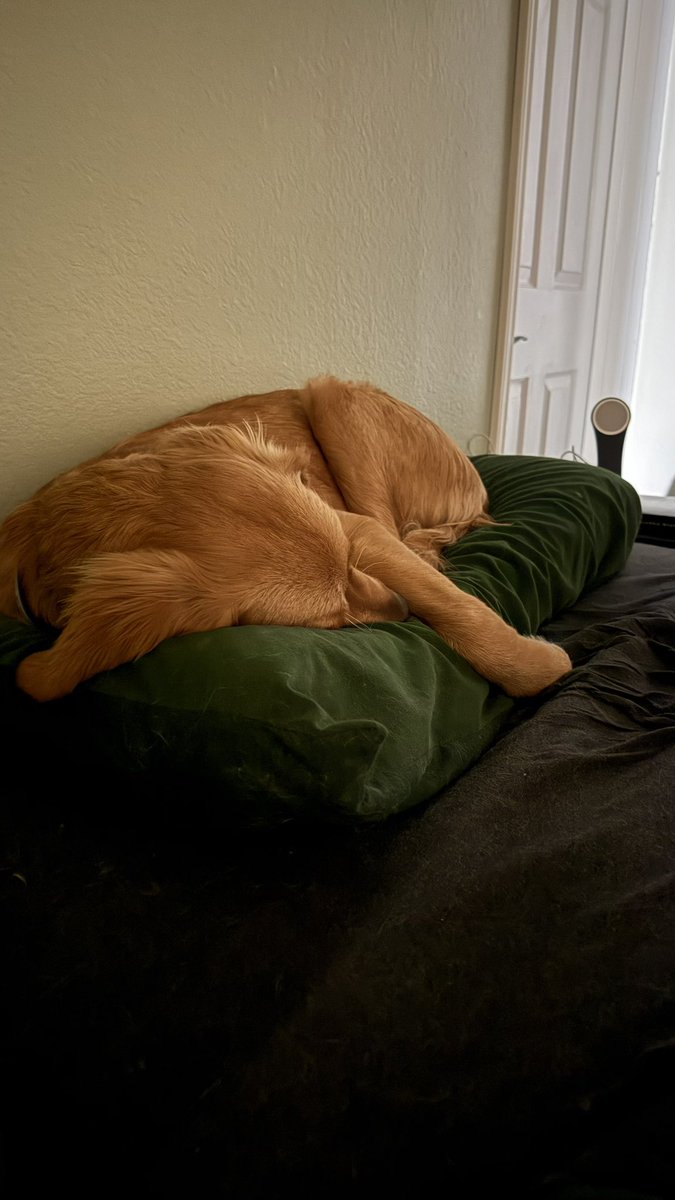 TheOSUBuckeye09's tweet image. Hello. My name is Rose. You once believed this pillow was yours. You were mistaken. I have claimed it in the name of comfort, and I shall not be moved. Prepare to sleep elsewhere. 🐾🗡️💤 #PillowThief #GoldenDrama #InigoDogtoya #PrepareToSnuggle #DogLife #PillowWars