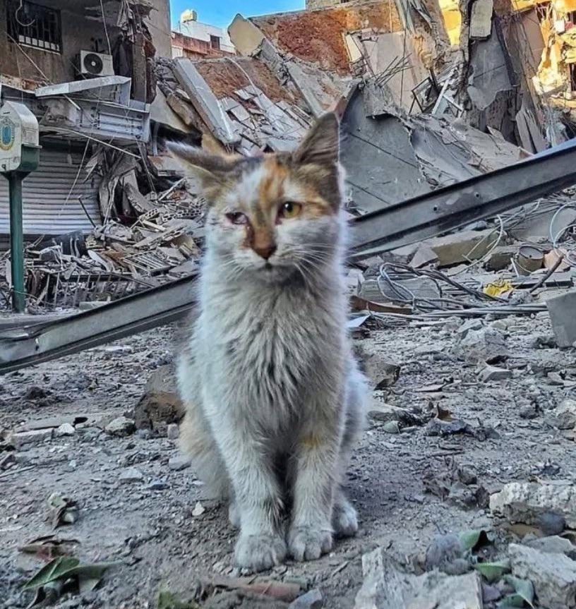 Nermeenalswaisi's tweet image. Can you see my posts ? Say hi or reply with a dot.