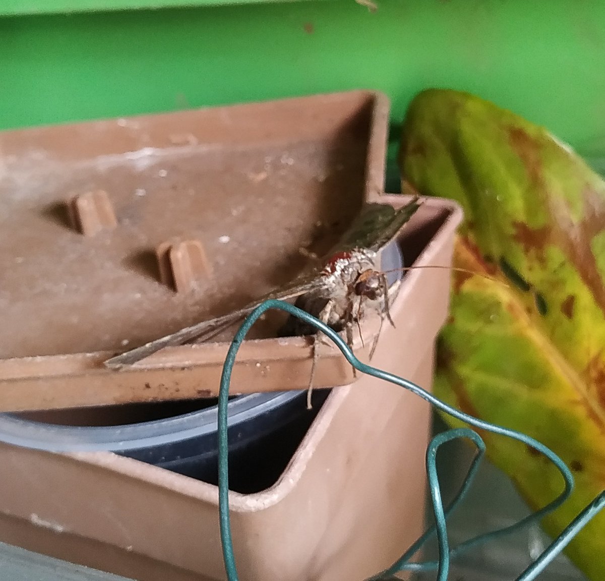 This giant moth was stuck on it's back on the patio in the rain, so we scooped it up n placed it in the outhouse too to dry off n heal ^^
