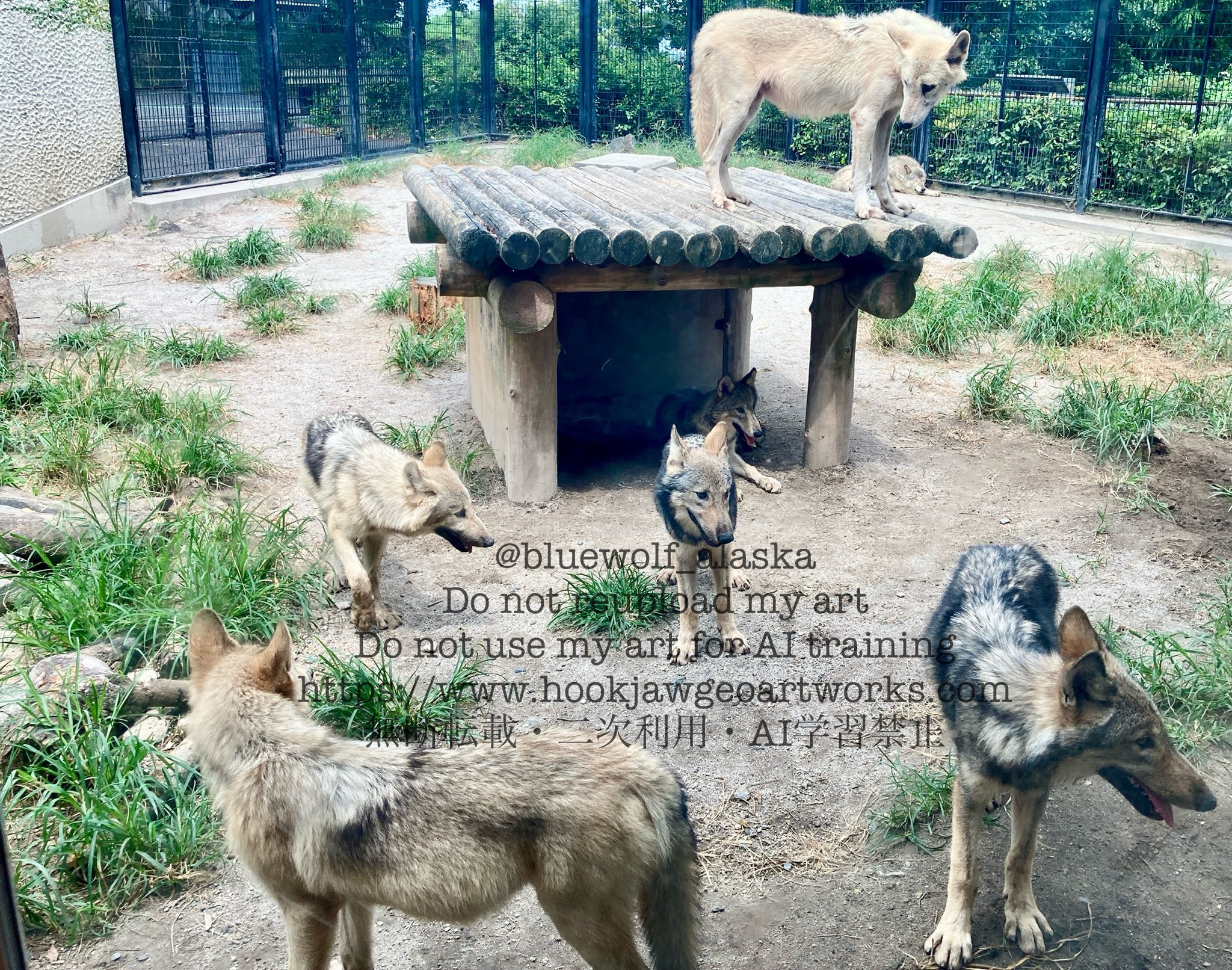 GEOARTWORKS🐺10/11-14オオカミとっても大好き展11大阪中津くま