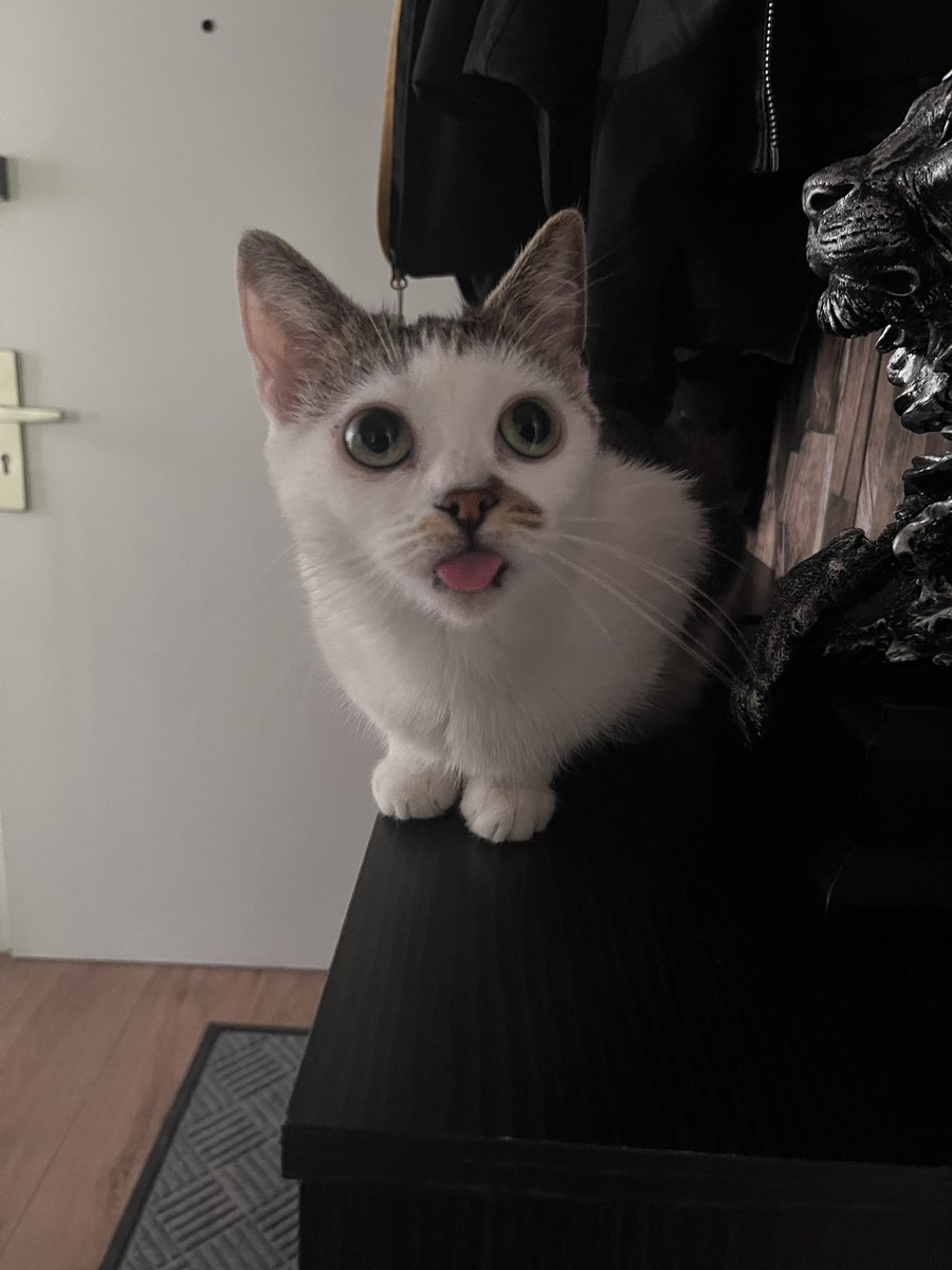 today‘s blep
