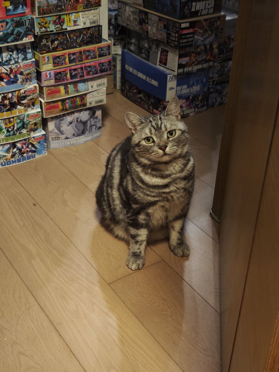 HobbyClubhouse's tweet image. I was making strange noises at Hobby and now he's looking at me with that concerned face...