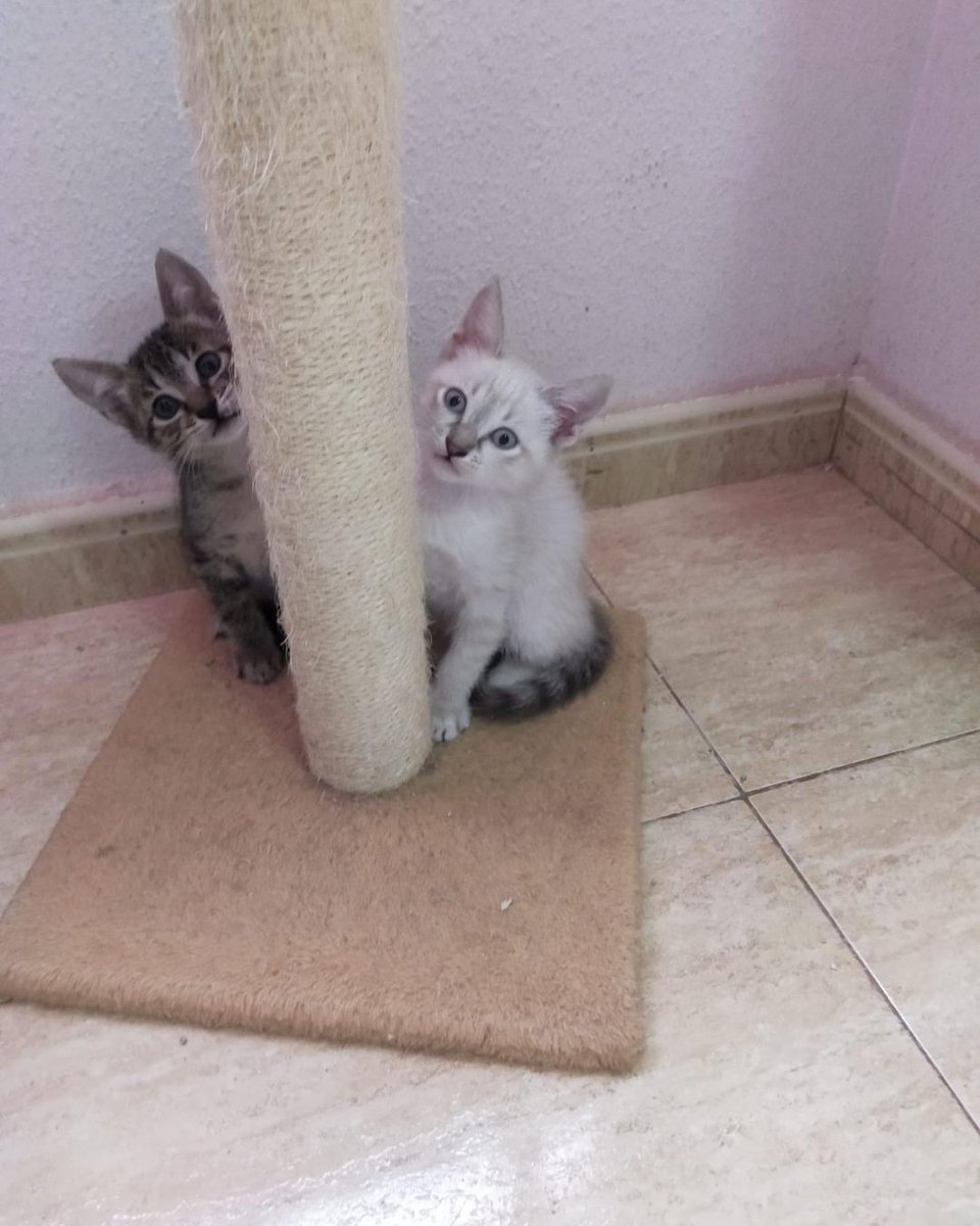 ZafiroProte's tweet image. 🩵 GEORGE EN ADOPCIÓN 🩵
¡El último de nuestro trío de estrellas! Este galán está listo para conquistar el papel más importante: ser tu compañero de vida. Sus ronroneos son música para los oídos, el mejor guión que podrías desear.
🐾 George
🎂 3 meses
📍 Murcia
✈️ Puede viajar
