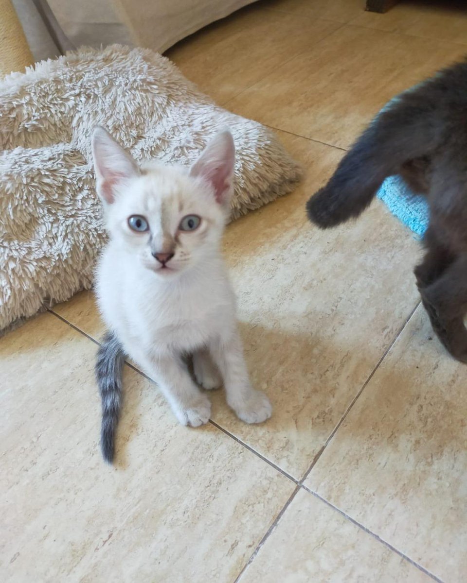 ZafiroProte's tweet image. 🩵 GEORGE EN ADOPCIÓN 🩵
¡El último de nuestro trío de estrellas! Este galán está listo para conquistar el papel más importante: ser tu compañero de vida. Sus ronroneos son música para los oídos, el mejor guión que podrías desear.
🐾 George
🎂 3 meses
📍 Murcia
✈️ Puede viajar