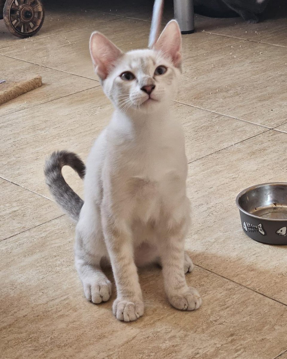 ZafiroProte's tweet image. 🩵 GEORGE EN ADOPCIÓN 🩵
¡El último de nuestro trío de estrellas! Este galán está listo para conquistar el papel más importante: ser tu compañero de vida. Sus ronroneos son música para los oídos, el mejor guión que podrías desear.
🐾 George
🎂 3 meses
📍 Murcia
✈️ Puede viajar