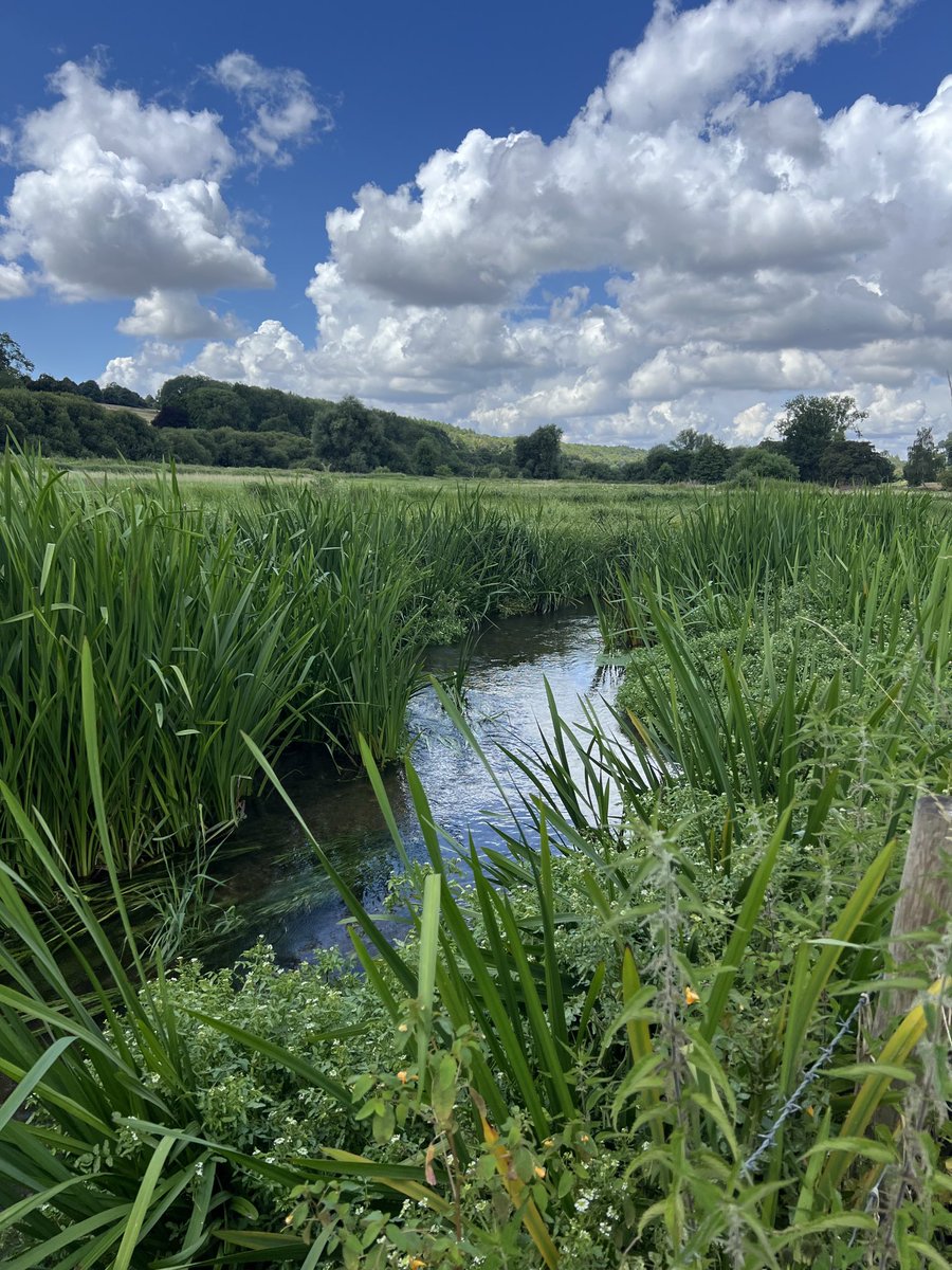 PJennings88's tweet image. Recent rain has freshened up the vegetation on the Chess at Chenies. @ChilternsNL @ChilternSociety @RiverChess