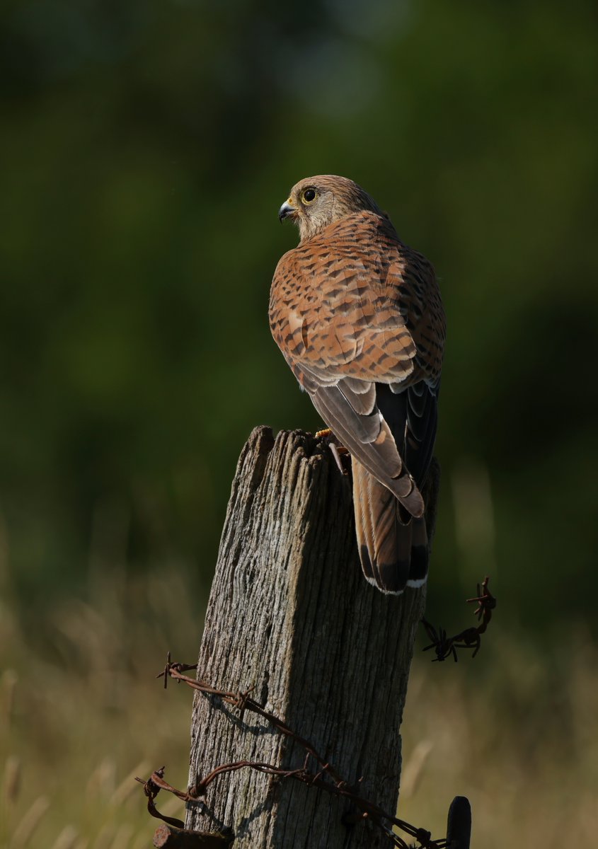Kestrels 
BirdMad.com
<a href="/LincsWildlife/">Lincs Wildlife Trust</a> <a href="/SLArchive/">South Lincs Archive</a> <a href="/Lincsbirding/">Lincsbirding</a> <a href="/BBCRadioLincs/">BBC Lincolnshire</a> <a href="/Natures_Voice/">RSPB</a> <a href="/Nature/">nature</a> <a href="/AmazingNature00/">Amazing Nature</a> <a href="/CanonUKandIE/">Canon UK and Ireland</a> <a href="/Defenders/">Defenders of Wildlife</a> <a href="/wildlife/">wildlife</a> <a href="/NatGeoPhotos/">Nat Geo Photography</a> <a href="/britishbirds/">British Birds</a> <a href="/birda_org/">Birda</a> <a href="/BirdGuides/">BirdGuides</a> <a href="/LWTWildNews/">LWT Wild News</a> <a href="/nationaltrust/">National Trust</a>