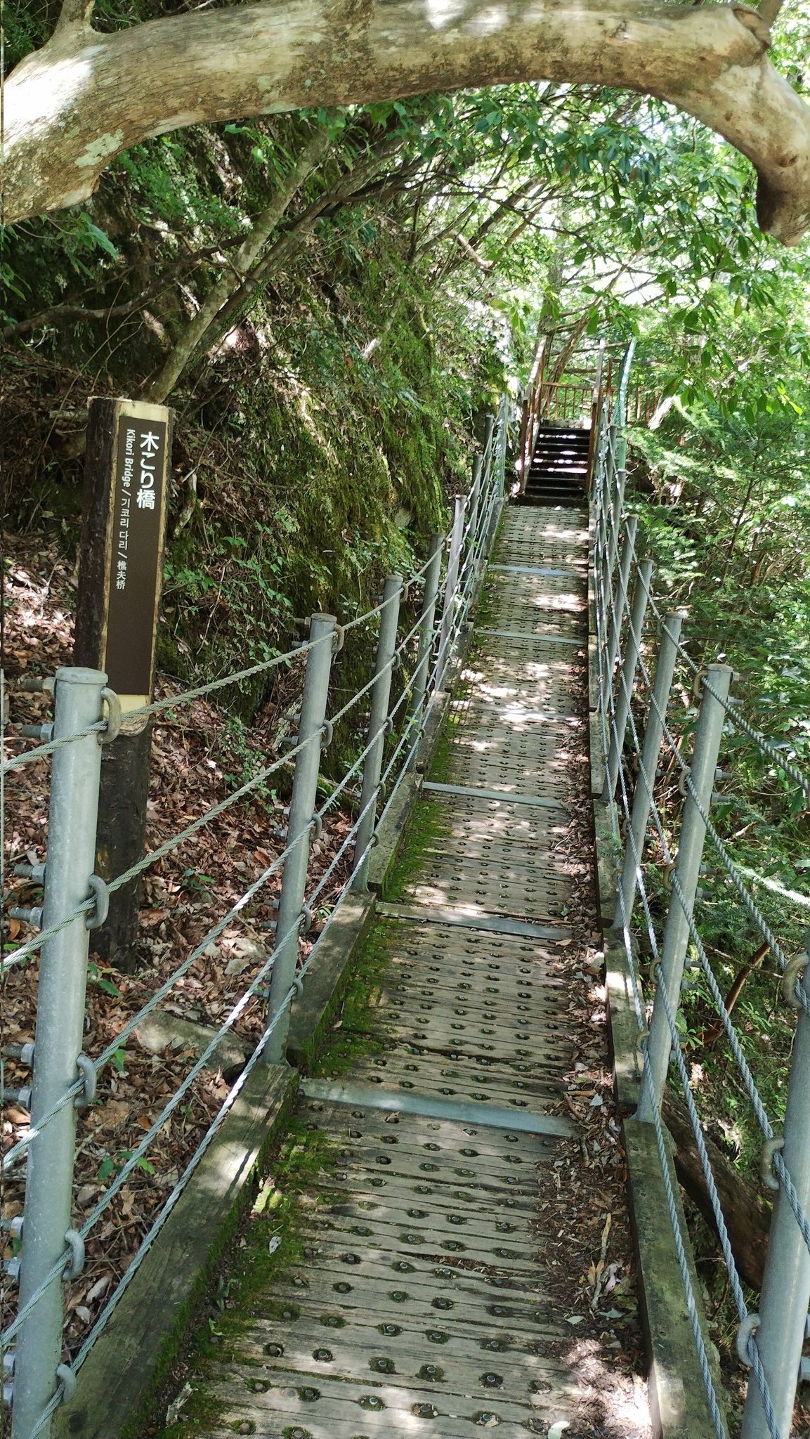 9月中頃までGREN出品！吊り橋2m分！ 夢の吊り橋こと寸又峡（静岡県）へ。H29.4月中旬、日曜午前の