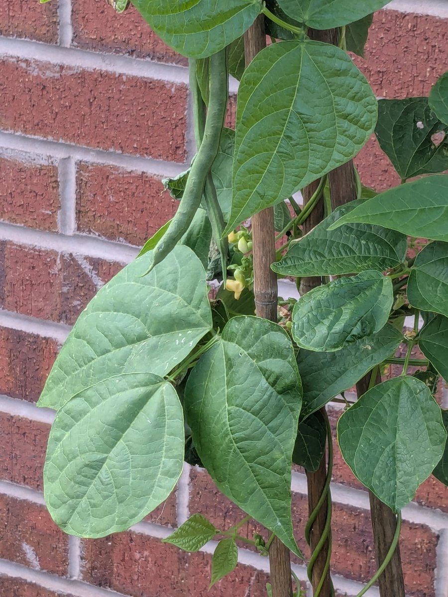 Surprise* beans arriving!

*Yes, I know I sowed them and I knew the plants were growing but the actual beans snuck up on me!
