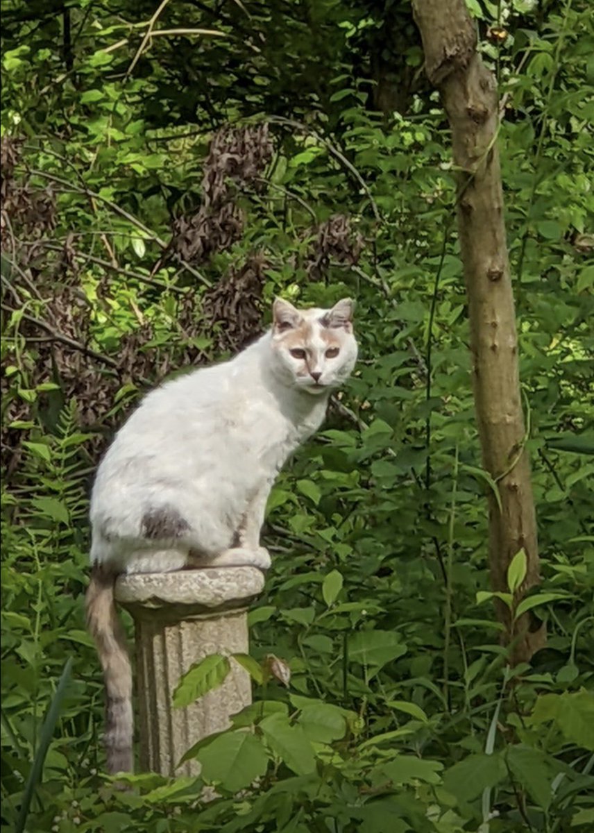 FrankAmari2's tweet image. "A cat has absolute emotional honesty: human beings, for one reason or another, may hide their feelings, but a cat does not."
-- Ernest Hemingway, born #OTD 1899
