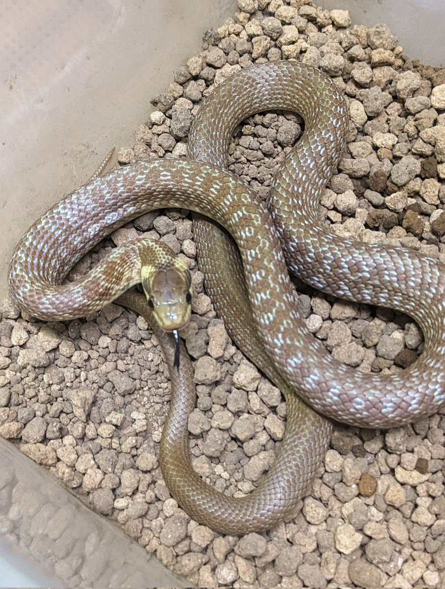 mate_tree's tweet image. 在庫
クスシヘビ24CB  3万8千円
シロマダラWC      9千円
宜しくお願い致します！