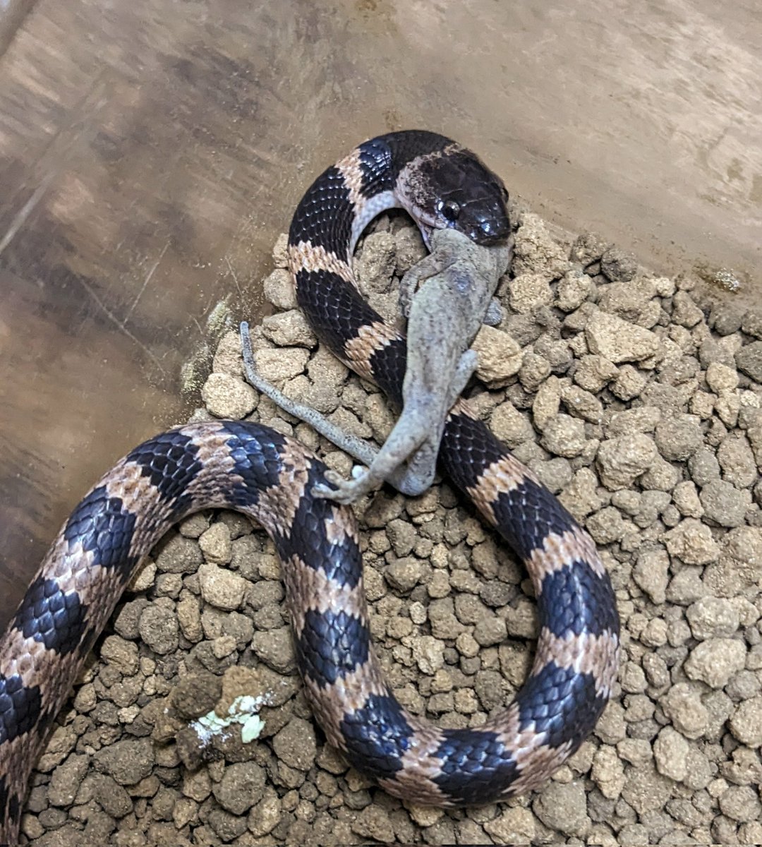 mate_tree's tweet image. 在庫
クスシヘビ24CB  3万8千円
シロマダラWC      9千円
宜しくお願い致します！