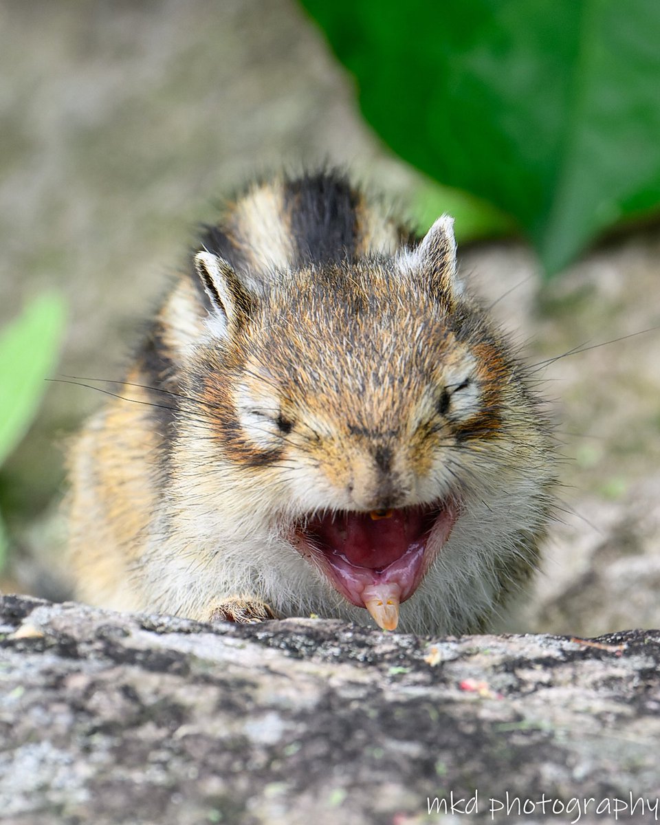 m_kudo44's tweet image. あくび〜
#エゾシマリス