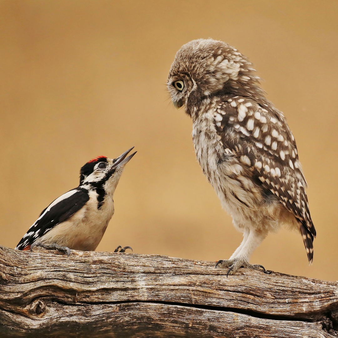 BirdGuides's tweet image. An unusual interaction between a Great Spotted Woodpecker and a Little Owl wins Clive Daelman today's Photo of the Week.